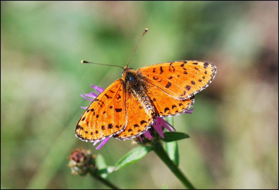 Melitaea didiyma? - Si